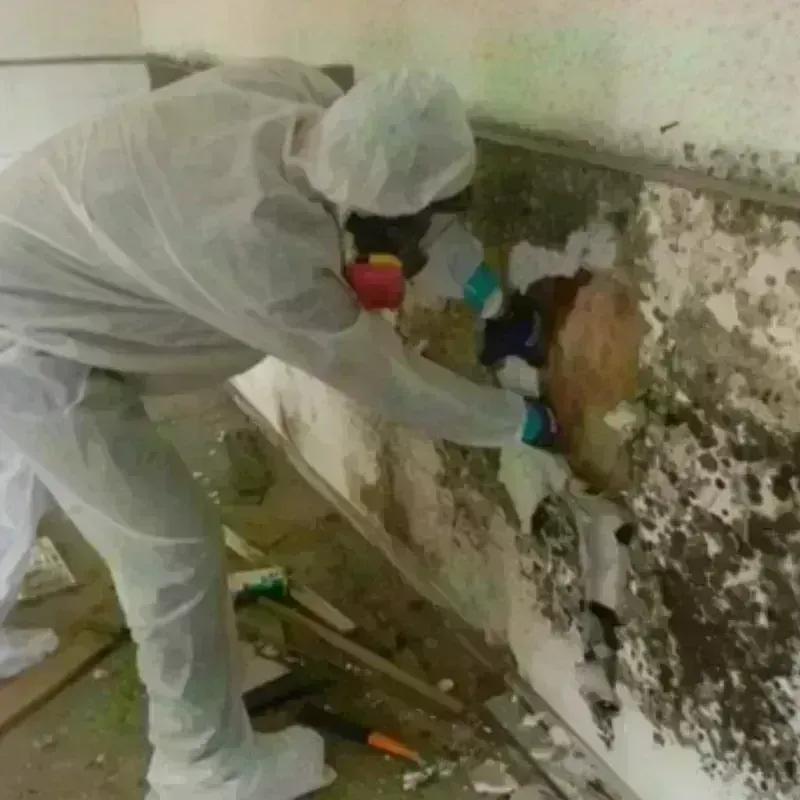 Mold Remediation and Removal in Lecanto, FL